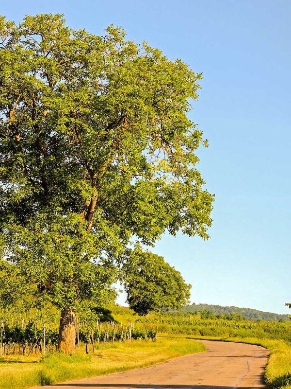 Kaiserstuhl