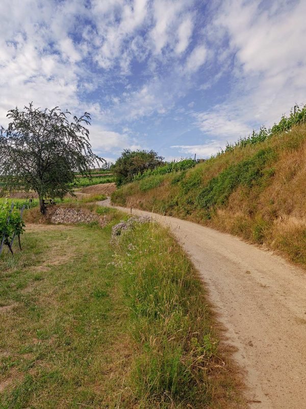 Kaiserstuhl-Radweg