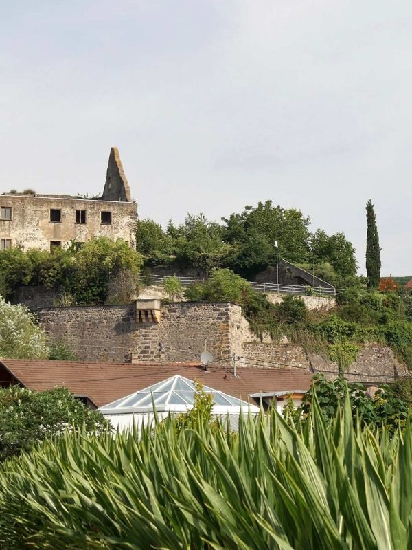 Wanderung durch die Rheinauen